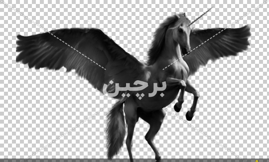عکس اسب عکس اسب تک شاخ