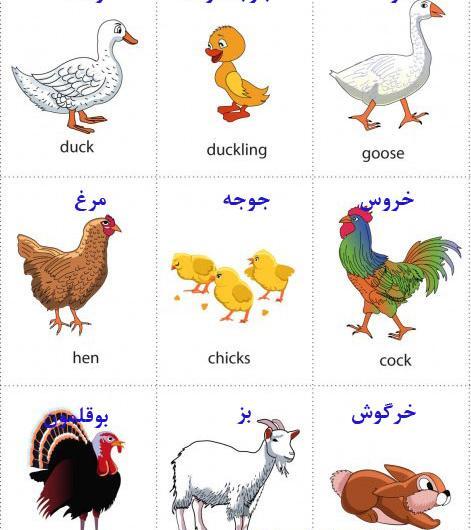 دانلود عکس حیوانات برای آموزش کودکان