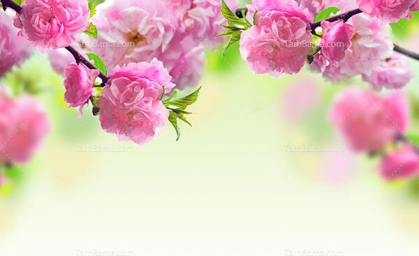 عکس گلهای بهاری سفید