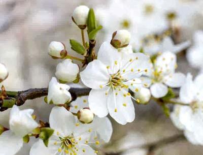 عکس گلهای بهاری سفید