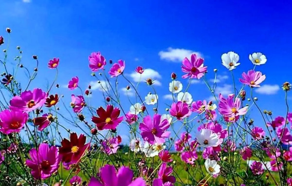 عکس گلهای بهاری سفید