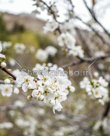 عکس گلهای بهاری سفید