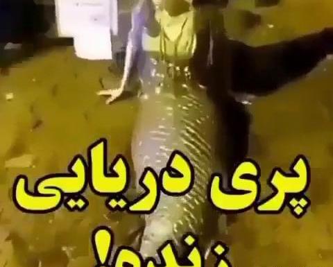 جن عکس پری دریایی واقعی در خلیج فارس