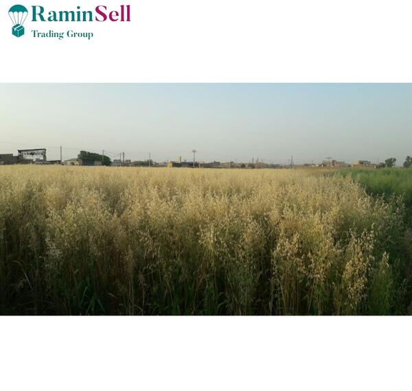 عکس خوشه جو دوسر