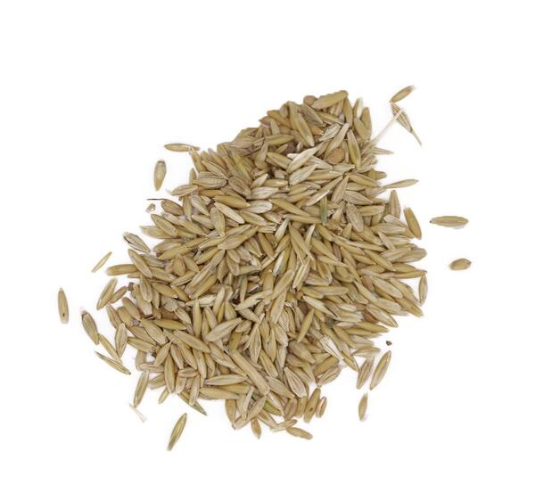 عکس خوشه جو دوسر