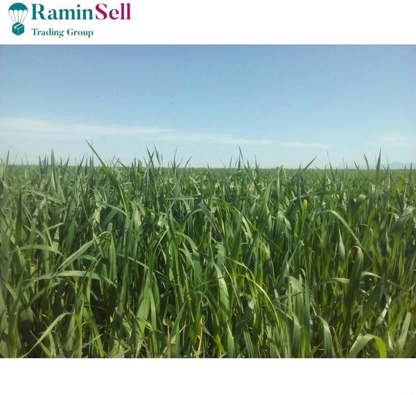 عکس خوشه جو دوسر