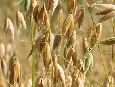عکس خوشه جو دوسر