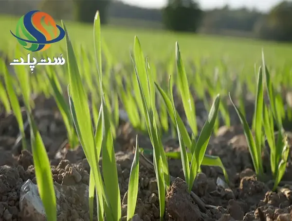 عکس خوشه جو دوسر