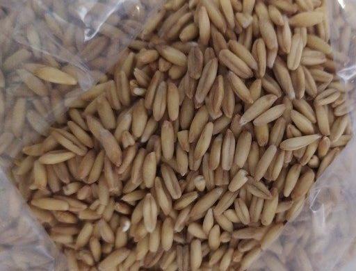 عکس خوشه جو دوسر
