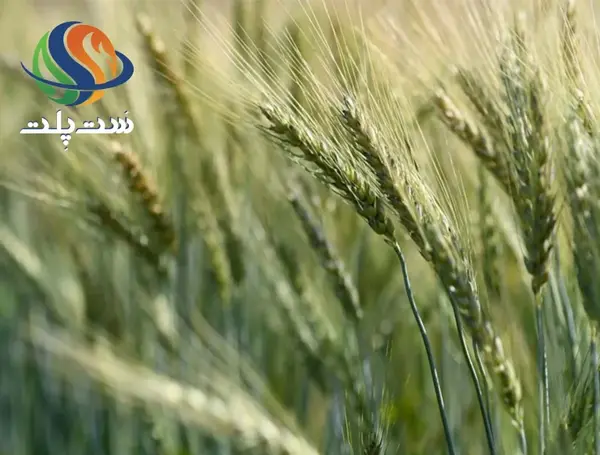 عکس خوشه جو دوسر