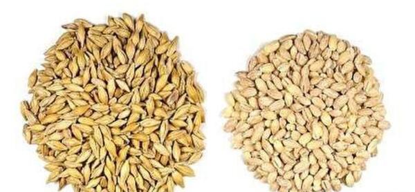 عکس خوشه جو دوسر