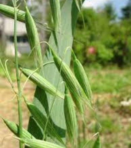عکس خوشه جو دوسر