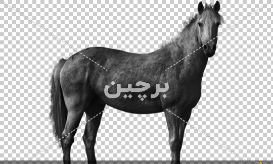 عکس های حیوانات رنگی