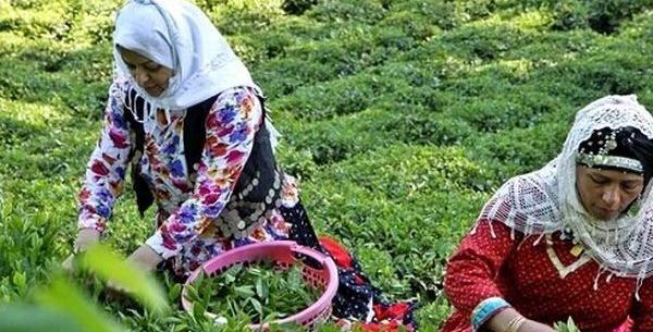 عکس مژگان عیدی چای دبش