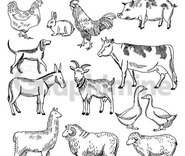 عکس حیوانات برای طراحی