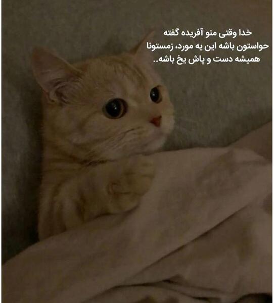 عکس تولد گربه کیوت