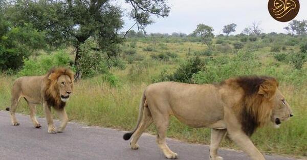 عکس شیر چشم سبز