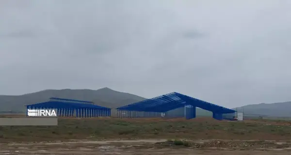 عکس شیر چشم سبز