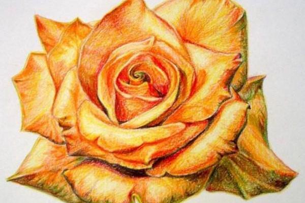 عکس گل برای نقاشی با مداد رنگی