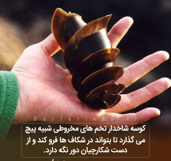 عکس دانستنی های جالب دنیا