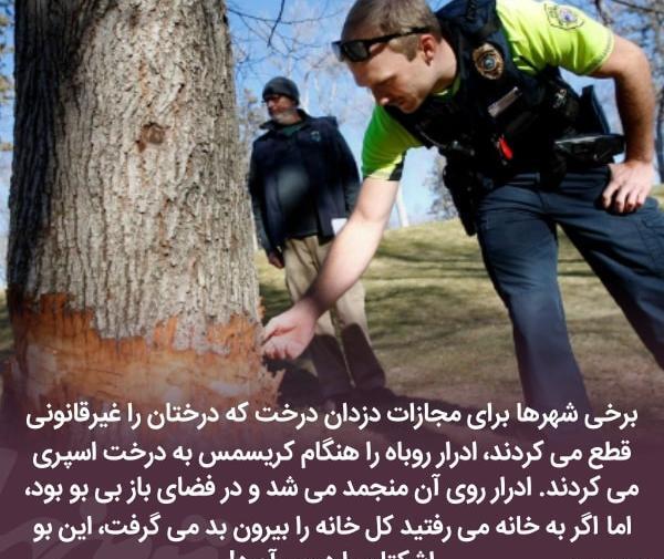 عکس دانستنی های جالب دنیا