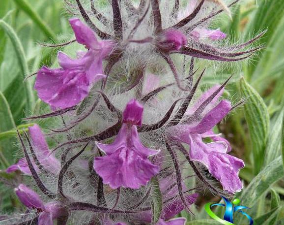 عکس چای کوهی توکلیجه
