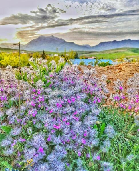 عکس چای کوهی توکلیجه