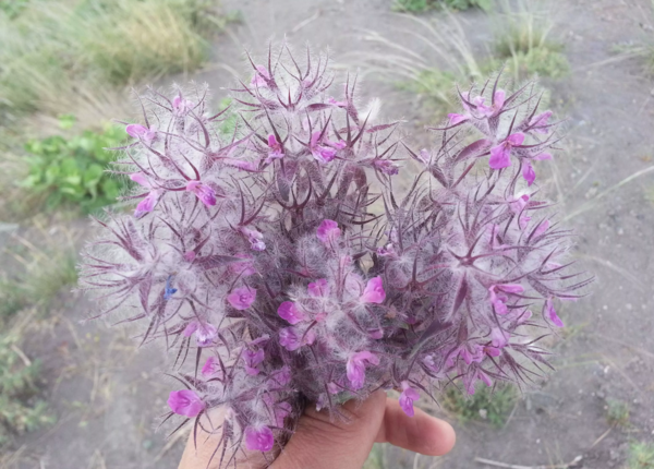 عکس چای کوهی توکلیجه