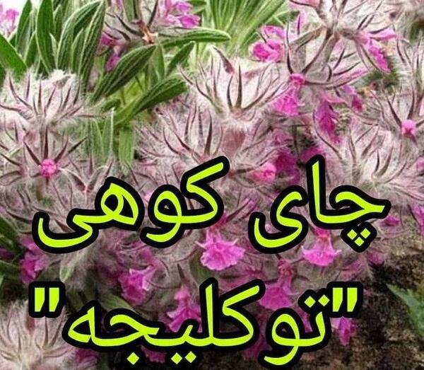 عکس چای کوهی توکلیجه