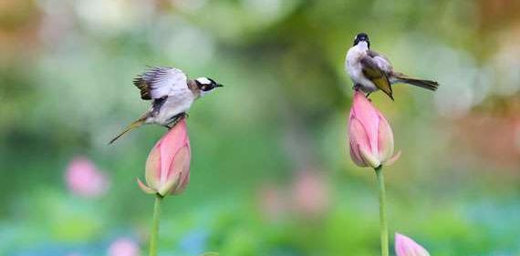 عکس از فصل بهار