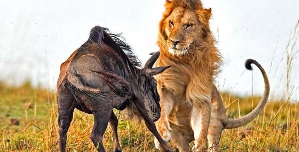 عکس از حیوانات شکاری