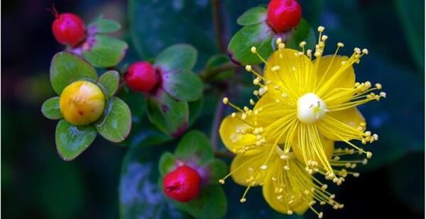 عکس گیاه علف چای