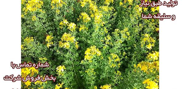 عکس گیاه علف چای
