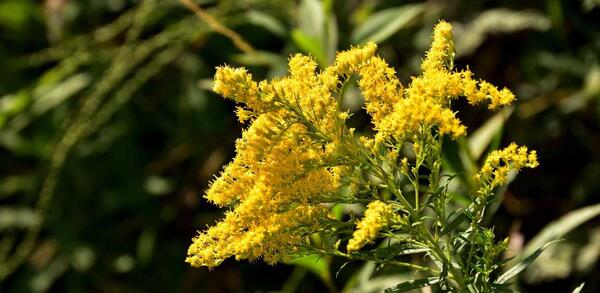 عکس گیاه علف چای