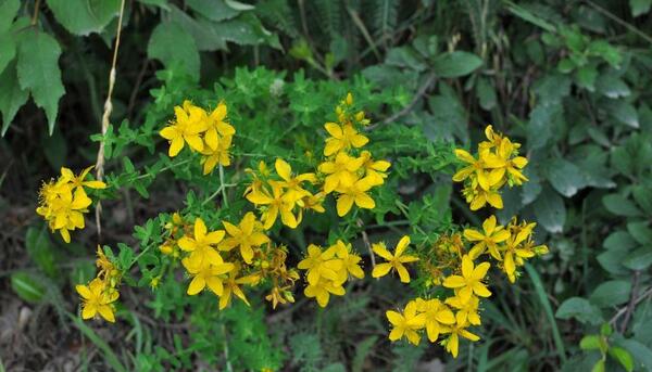 عکس گیاه علف چای