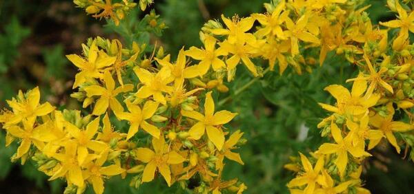 عکس گیاه علف چای