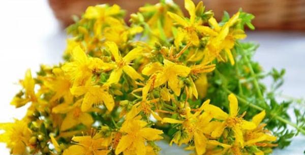 عکس گیاه علف چای