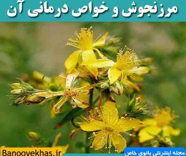 عکس گیاه علف چای