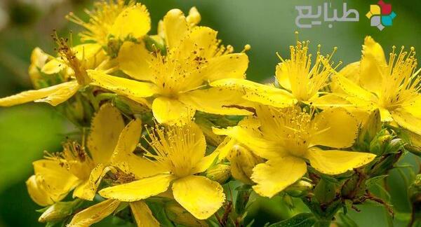 عکس گیاه علف چای
