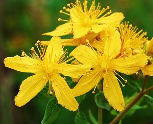 عکس گیاه علف چای
