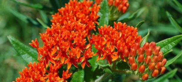 عکس گیاه علف چای