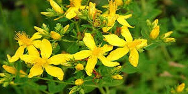 عکس گیاه علف چای