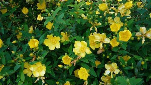 عکس گیاه علف چای