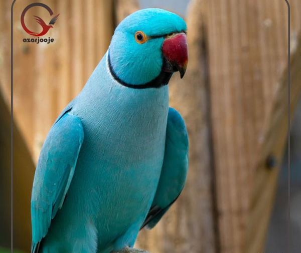 عکس بچه طوطی سبز