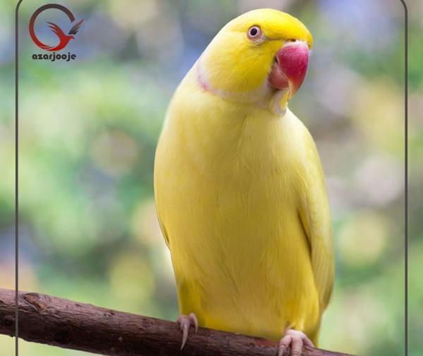 عکس بچه طوطی سبز