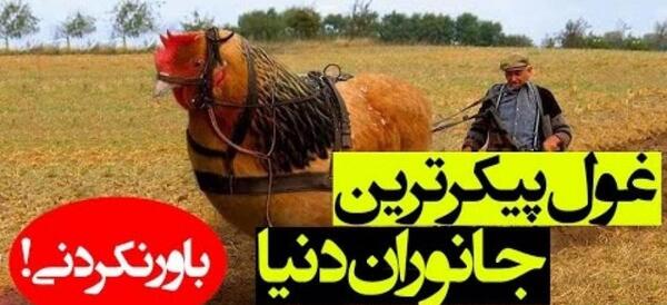 عکس غول پیکرترین حیوانات