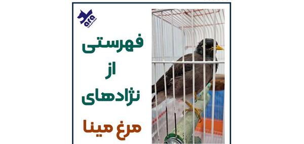 عکس جوجه مرغ مینا پاکستانی