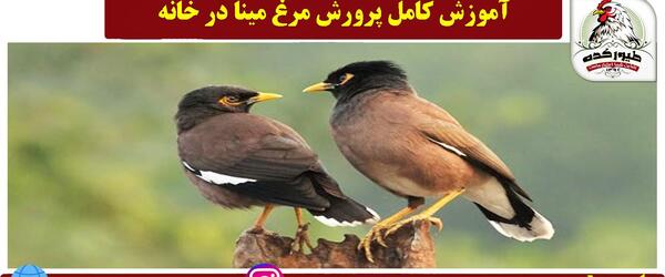 عکس جوجه مرغ مینا پاکستانی