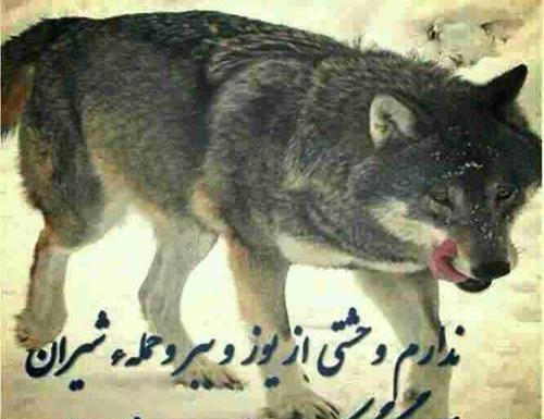 عکس نوشته انسان حیوان صفت