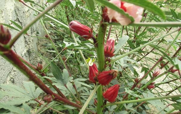 عکس درخت چای ترش